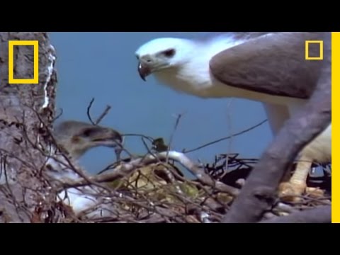 Animal Summer Games: Eagles Fight in Midair