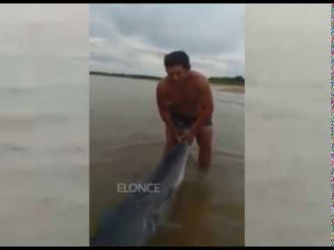 Un ejemplo: Pescó un enorme surubí de 75 kilos y lo devolvió al río Paraná