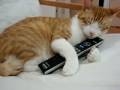 The remote is mine! The remote is mine!