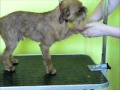 Grooming the brux griffon PART 2