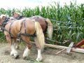 Corn Binding at Lake Metroparks Farmpark