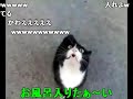 怒ってた猫が急に話しかけて来たけど ネコ語だからわからない コメ付 Youtube