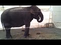 Elephant Baba while feeding