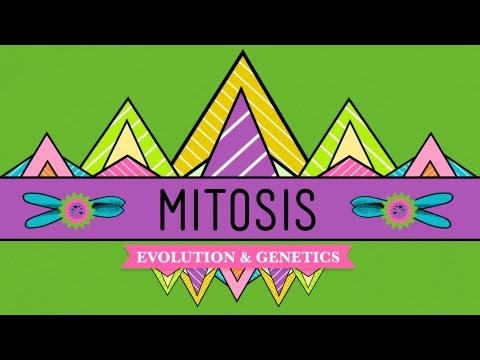 Mitosis: Splitting Up is Complicated - CrashCourse Biology #12