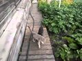 Dog Carried Cat Home, Dog Carried Cat Home Video