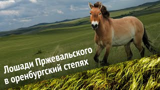 Лошади Пржевальского в оренбургских степях