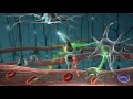 Фрагмент с середины видео 10 фактов об ИММУННОЙ СИСТЕМЕ - Иммунитет, его СТРОЕНИЕ, назначение, КЛЕТКИ и их БОРЬБА с ВИРУСАМИ Фрагмент с середины видео 10 фактов об ИММУННОЙ СИСТЕМЕ - Иммунитет, его СТРОЕНИЕ, назначение, КЛЕТКИ и их БОРЬБА с ВИРУСАМИ