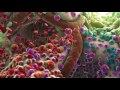 Фрагмент с конца видео 10 фактов об ИММУННОЙ СИСТЕМЕ - Иммунитет, его СТРОЕНИЕ, назначение, КЛЕТКИ и их БОРЬБА с ВИРУСАМИ Фрагмент с конца видео 10 фактов об ИММУННОЙ СИСТЕМЕ - Иммунитет, его СТРОЕНИЕ, назначение, КЛЕТКИ и их БОРЬБА с ВИРУСАМИ