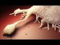 10 фактов об ИММУННОЙ СИСТЕМЕ - Иммунитет, его СТРОЕНИЕ, назначение, КЛЕТКИ и их БОРЬБА с ВИРУСАМИ 10 фактов об ИММУННОЙ СИСТЕМЕ - Иммунитет, его СТРОЕНИЕ, назначение, КЛЕТКИ и их БОРЬБА с ВИРУСАМИ