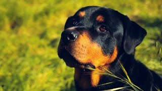 Black Beauty Breed Official Trailer--Rottweiler Documentary