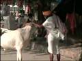 Holy Cow! - The True Story