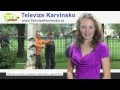 Petrovice u Karviné: kácení Májky