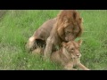 Photo Lions Mating Twice Watch To The End Sex Education Lesson From Mala Mala South Africa