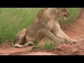 Image Lions Mating Twice Watch To The End Sex Education Lesson From Mala Mala South Africa