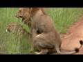 Picture Lions Mating Twice Watch To The End Sex Education Lesson From Mala Mala South Africa