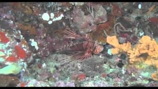 Newest trailer for Fascination Coral Reef 3D  Hunters the Hunted full HD