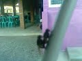 Image Lalat Ngentot