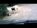 Funny Dog Video, Funny Cat Video