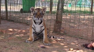 Полосатая ферма: китаец выращивает тигров для сохранения популяции