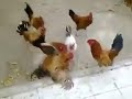 Photo Ayam Kena Rogol