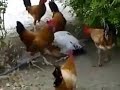 Image Ayam Kena Rogol