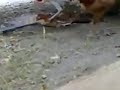 Picture Ayam Kena Rogol