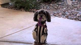 A Doggy Halloween movie trailer