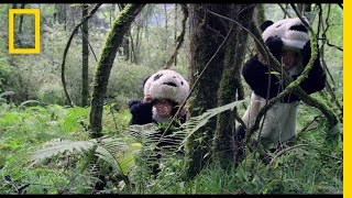 Pandas: The Journey Home Trailer | National Geographic