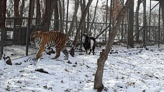 В приморском сафари-парке тигр Амур подружился с козлом Тимуром
