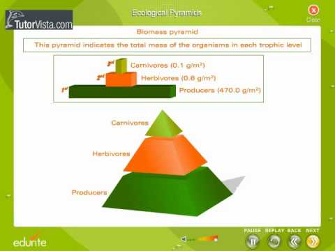 Ecological pyramids