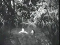 Image Me Tarzan You Jane Making Love