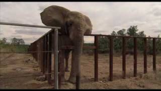 One Lucky Elephant - Los Angeles Film Festival Trailer