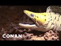 Funny Video, Fish Funny Video