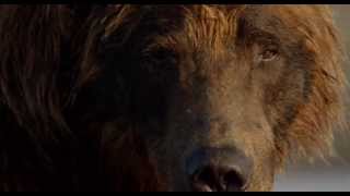 Disneynature's Bears - Trailer - Official | HD