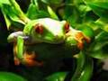 Agalychnis callidryas (red eyed tree frog)