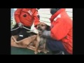 Tsunami dog found stranded at sea