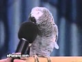 El Loro que imita animales