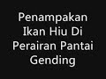 Photo Penampakan Hiu Siluman Yang Dijuluki Embah Di Gending Probolinggo Jawa Timur