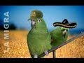 Loros Adistrados graciosos
