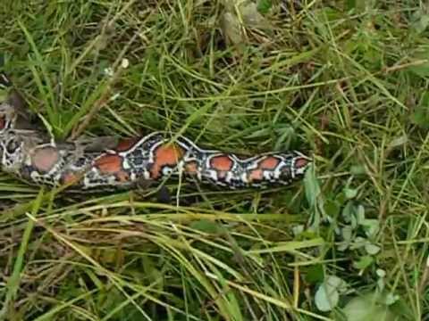 Python killed in Alalapadu, Suriname