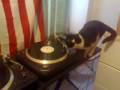 Cats can't spin.. but they try... Cats can't spin.. but they try...
