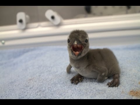 Watch Baby Penguins at Audubon Aquarium