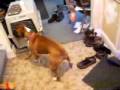 Dog chases light - over and over again... Dog chases light - over and over again...