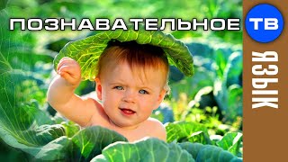 Почему детей находят в капусте? (Артём Войтенков)