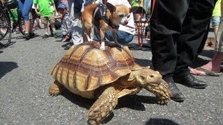 Dog Rides Turtle