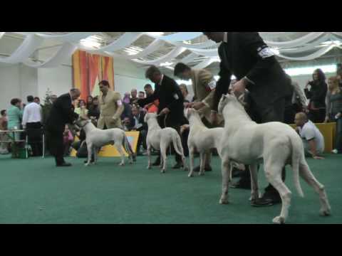 Dogo+argentino+vs+puma