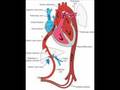 Fetal Circulation and Baby's First Breath