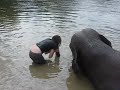 Ana falling in water after riding elephant