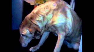 Senior Labrador With Arthritis And Joint Pain Recovers With Chondropaw Youtube