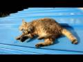 A cat in the sun... A cat in the sun...